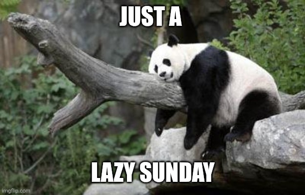 Lazy Sunday | JUST A; LAZY SUNDAY | image tagged in lazy panda,funny memes | made w/ Imgflip meme maker
