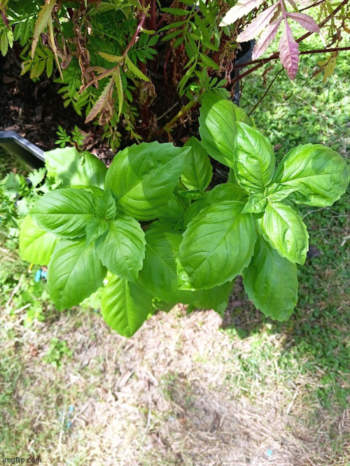 big fricken basil | made w/ Imgflip meme maker