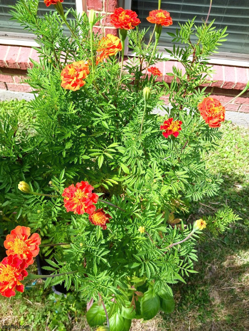 marigolds <3 | made w/ Imgflip meme maker