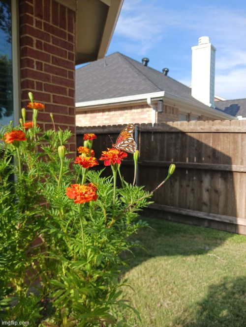 THE BUTTERFLIES LIKE MY FLOWERS THIS GENUINELY MADE MY DAY | made w/ Imgflip meme maker
