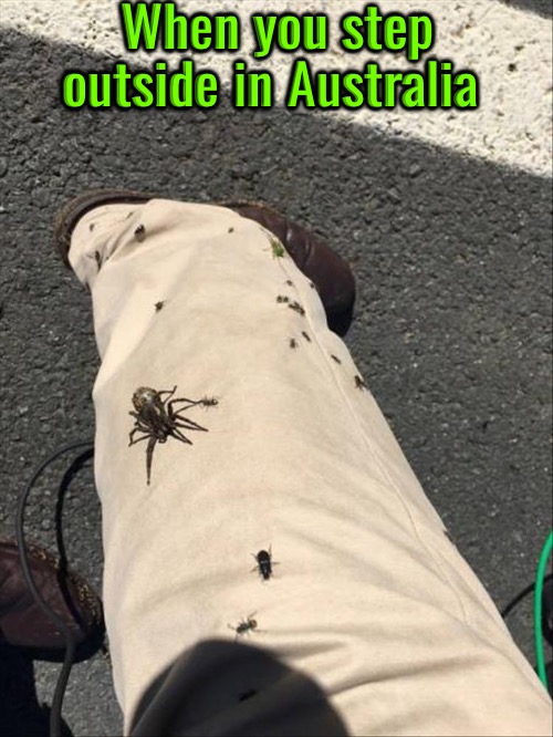 When You Step Outside | When you step outside in Australia | image tagged in meanwhile in australia,welcome to australia,spiders,bugs,only in australia,hilarious memes | made w/ Imgflip meme maker