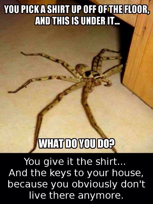 Oh Hell No | image tagged in oh hell no,nope nope nope,nope,spiders,arachnophobia,ewwww | made w/ Imgflip meme maker