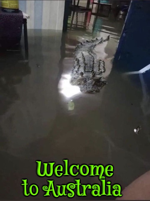 Flooded Alligator House | Welcome to Australia | image tagged in flooded,alligators,meanwhile in australia,well this sucks,funny memes,funny animals | made w/ Imgflip meme maker