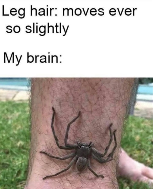 My Brain | image tagged in brain,arachnophobia,spiders,paranoid,relatable,relatable memes | made w/ Imgflip meme maker