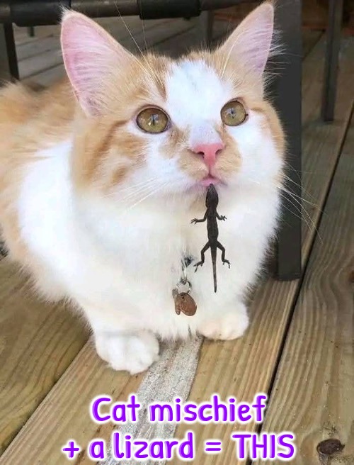 Cat Mischief Plus Lizard | Cat mischief + a lizard = THIS | image tagged in cats,funny cats,mischief,lizards,reptile,funny animals | made w/ Imgflip meme maker