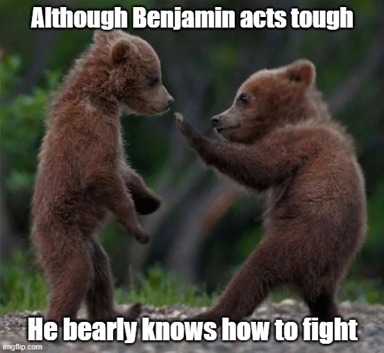 Bearly Knows | Although Benjamin acts tough; He bearly knows how to fight | image tagged in cute,bears,fight,tough guy | made w/ Imgflip meme maker