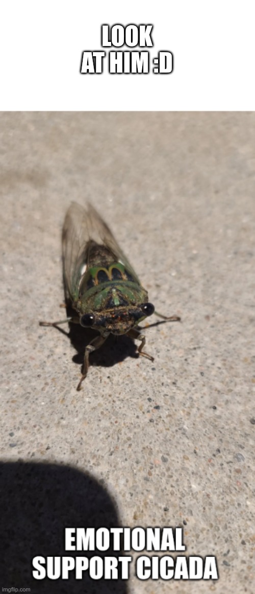 awww! <3 | LOOK AT HIM :D | image tagged in emotional suppory cicada | made w/ Imgflip meme maker