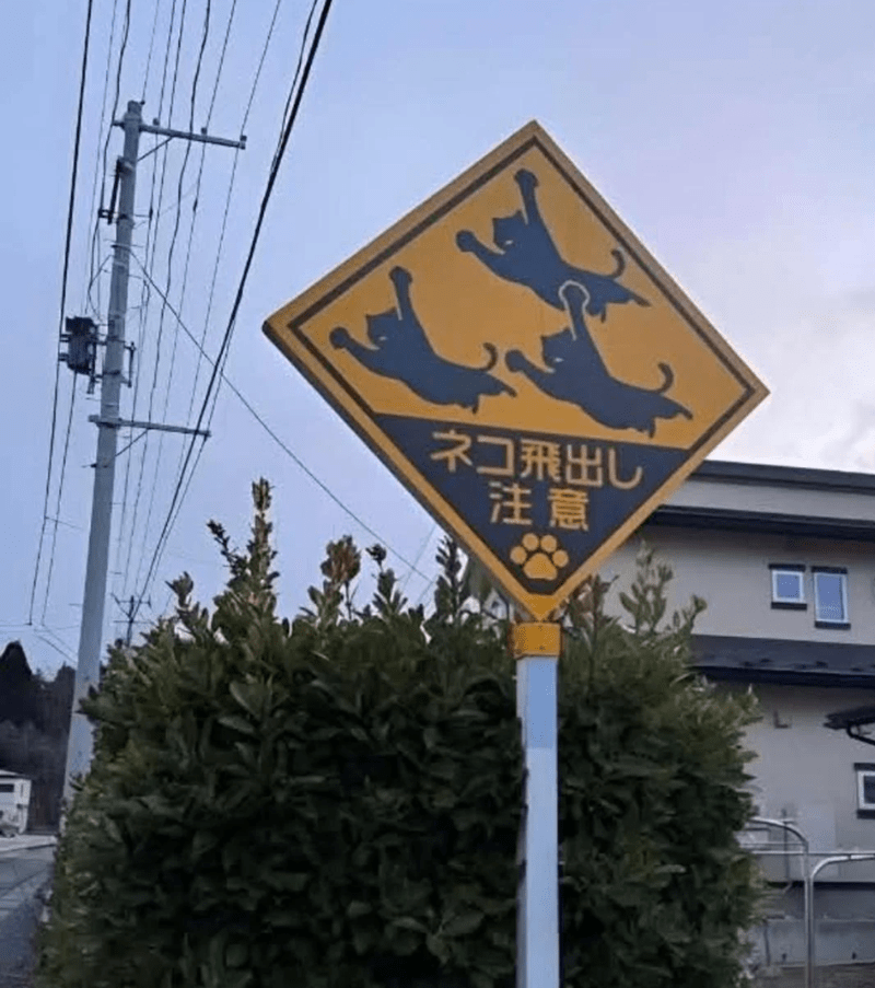 Cat sign Blank Meme Template