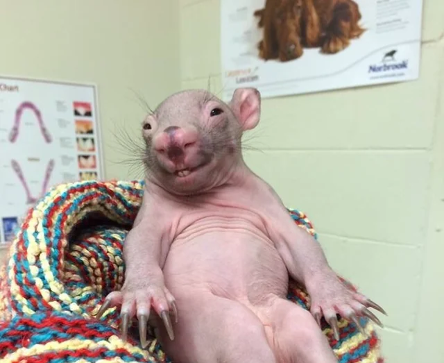 Wats up Mfs Blank Meme Template