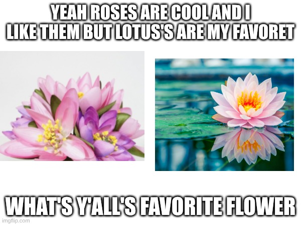 or plant in general | YEAH ROSES ARE COOL AND I LIKE THEM BUT LOTUS'S ARE MY FAVORET; WHAT'S Y'ALL'S FAVORITE FLOWER | made w/ Imgflip meme maker