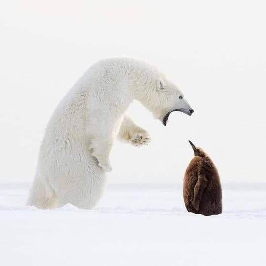Polar bear vs Penguin Blank Meme Template