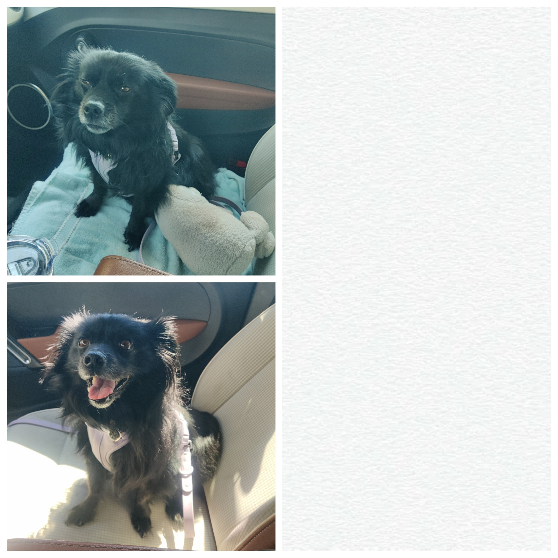 Dogline Bling Blank Meme Template