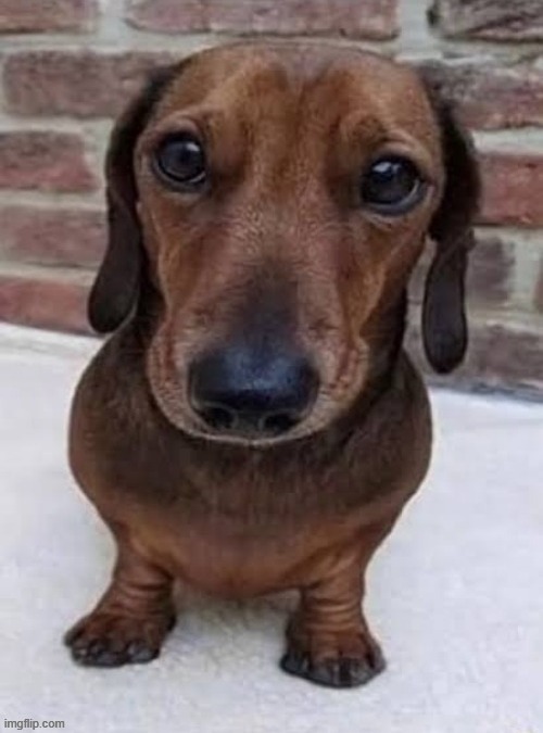 what a cute dog, I wonder what nice things he has to say! | made w/ Imgflip meme maker