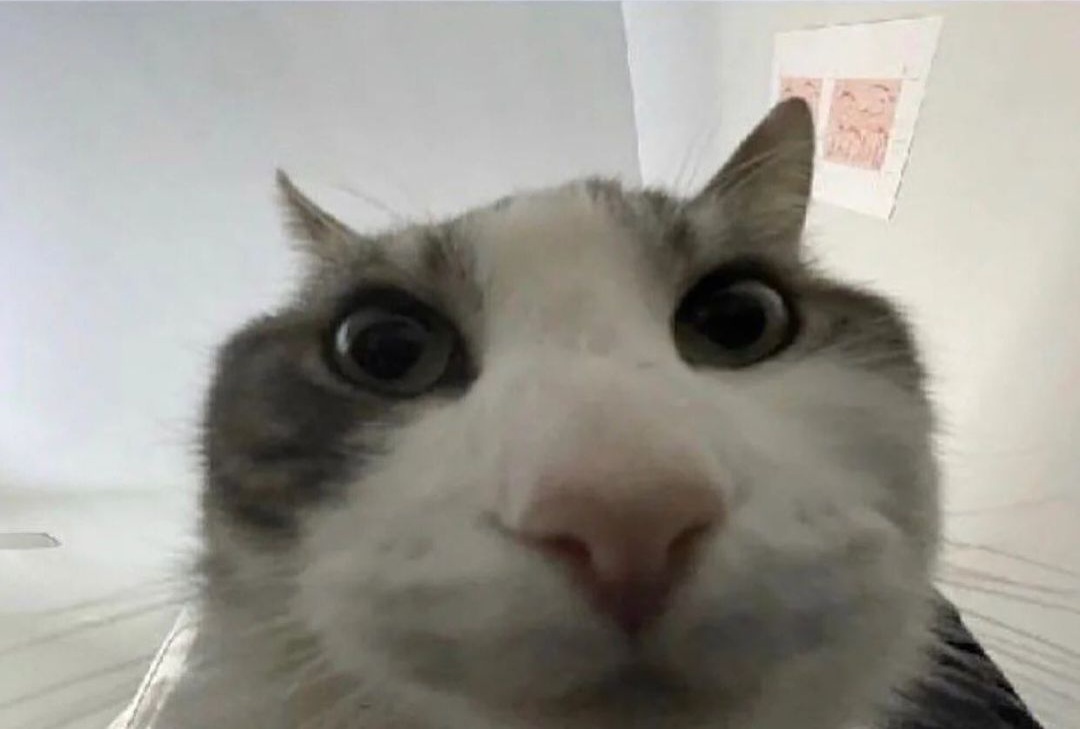 Cat Looking Inside Meme Blank Meme Template