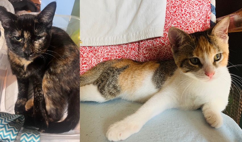 my best photos of them lowkey | made w/ Imgflip meme maker