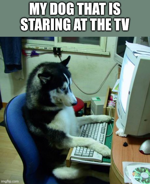 I Have No Idea What I Am Doing | MY DOG THAT IS STARING AT THE TV | image tagged in memes,i have no idea what i am doing,dog | made w/ Imgflip meme maker