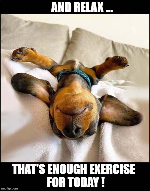 Time To Take A Well Earned Break ! | AND RELAX ... THAT'S ENOUGH EXERCISE
  FOR TODAY ! | image tagged in dogs,puppy,relax,exercise | made w/ Imgflip meme maker