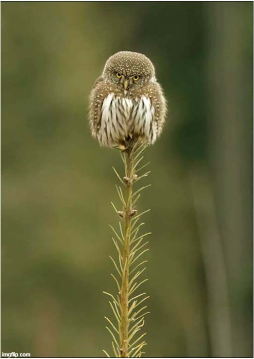 The Master Of Balance ! | image tagged in little owl,balance | made w/ Imgflip meme maker