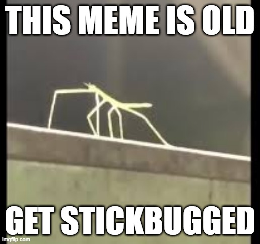 Stickbug | THIS MEME IS OLD; GET STICKBUGGED | image tagged in stickbug | made w/ Imgflip meme maker