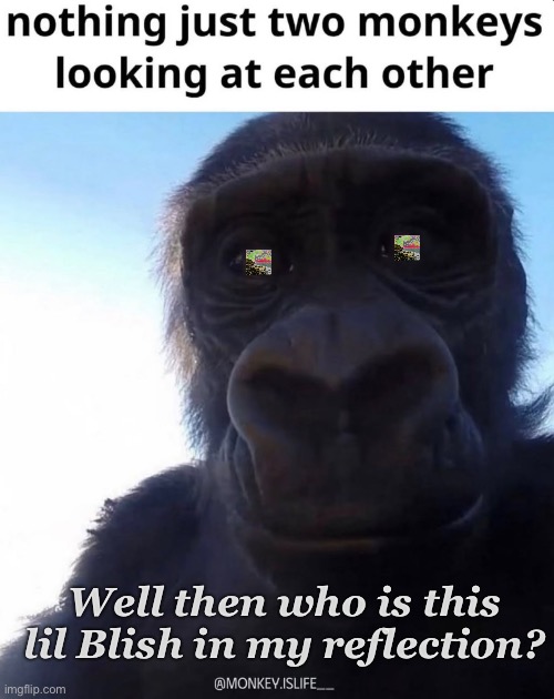 Blish monk | Well then who is this lil Blish in my reflection? | image tagged in monkey,water | made w/ Imgflip meme maker