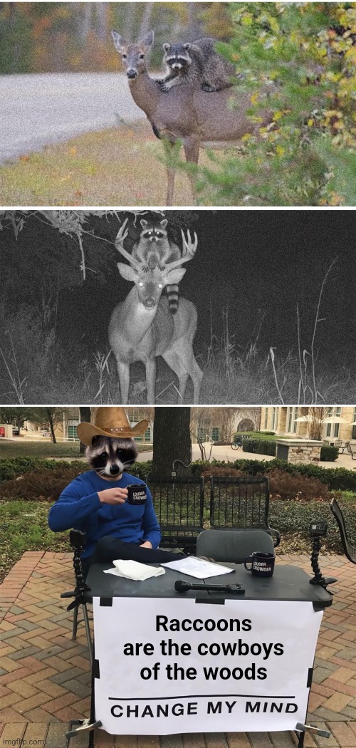 Coonboys | Raccoons are the cowboys of the woods | image tagged in raccoon,cowboys,woods,deer,beware,funny animals | made w/ Imgflip meme maker