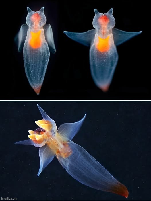 sea angels ^^ | made w/ Imgflip meme maker