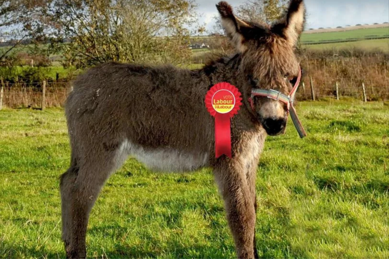 Labour Donkey Blank Meme Template