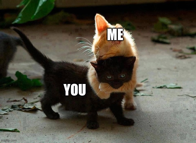 kitten hug | ME YOU | image tagged in kitten hug | made w/ Imgflip meme maker