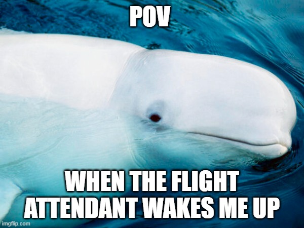 Dumb flight attendants | POV; WHEN THE FLIGHT ATTENDANT WAKES ME UP | image tagged in funny animals | made w/ Imgflip meme maker