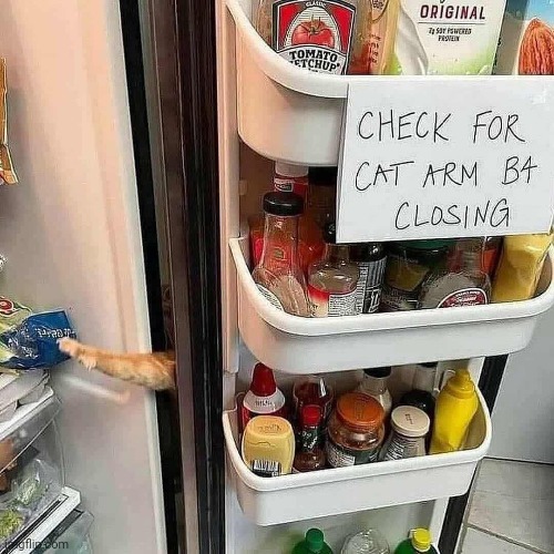 Sneaky boi | image tagged in cats | made w/ Imgflip meme maker