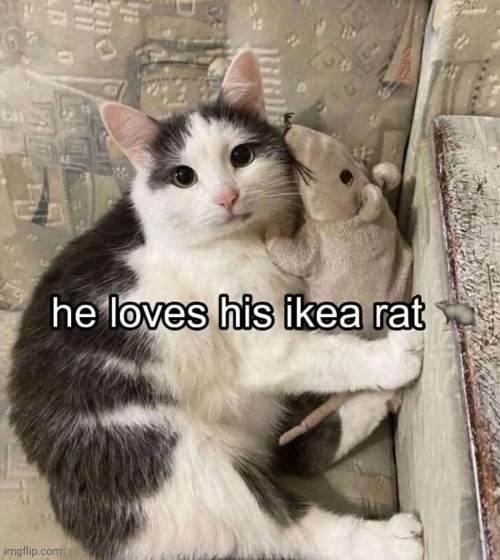 Besties! :) | image tagged in memes,cats | made w/ Imgflip meme maker