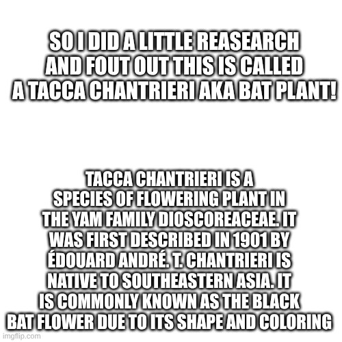 SO I DID A LITTLE REASEARCH AND FOUT OUT THIS IS CALLED A TACCA CHANTRIERI AKA BAT PLANT! TACCA CHANTRIERI IS A SPECIES OF FLOWERING PLANT IN THE YAM FAMILY DIOSCOREACEAE. IT WAS FIRST DESCRIBED IN 1901 BY ÉDOUARD ANDRÉ. T. CHANTRIERI IS NATIVE TO SOUTHEASTERN ASIA. IT IS COMMONLY KNOWN AS THE BLACK BAT FLOWER DUE TO ITS SHAPE AND COLORING | made w/ Imgflip meme maker