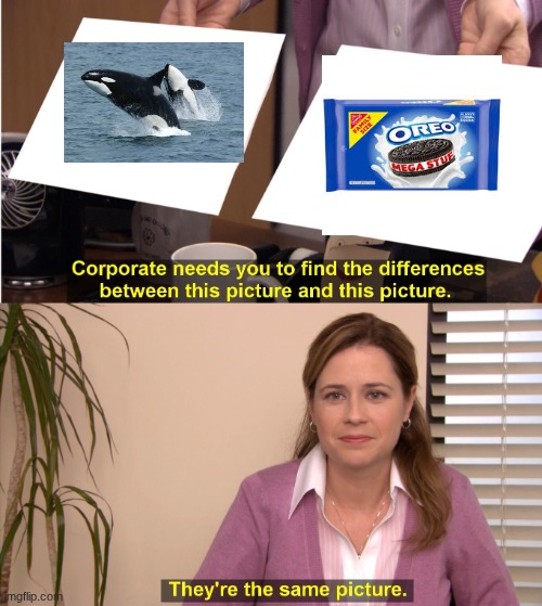 Mkay so I read that orcas look like giant Oreos so... | image tagged in corporate wants you to find the difference | made w/ Imgflip meme maker