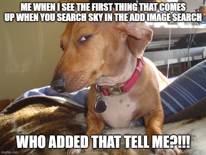 please don't you'll be scarred like me | ME WHEN I SEE THE FIRST THING THAT COMES UP WHEN YOU SEARCH SKY IN THE ADD IMAGE SEARCH; WHO ADDED THAT TELL ME?!!! | image tagged in suspicious dog,relatable memes | made w/ Imgflip meme maker