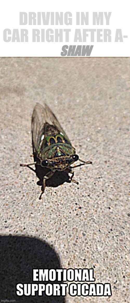 i think the effects fit the meme lol | DRIVING IN MY CAR RIGHT AFTER A-; SHAW | image tagged in emotional suppory cicada | made w/ Imgflip meme maker