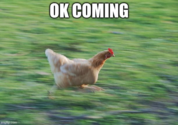 Fast Running Chicken | OK COMING | image tagged in fast running chicken | made w/ Imgflip meme maker