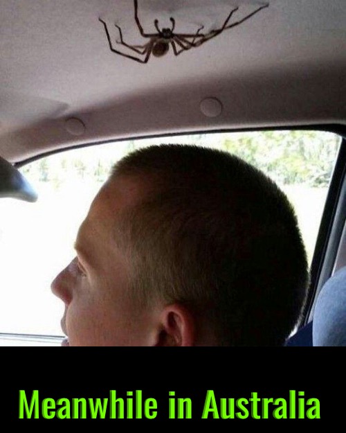 Only In Australia | Meanwhile in Australia | image tagged in australia,meanwhile in australia,spiders,arachnophobia,only in australia,creepy | made w/ Imgflip meme maker