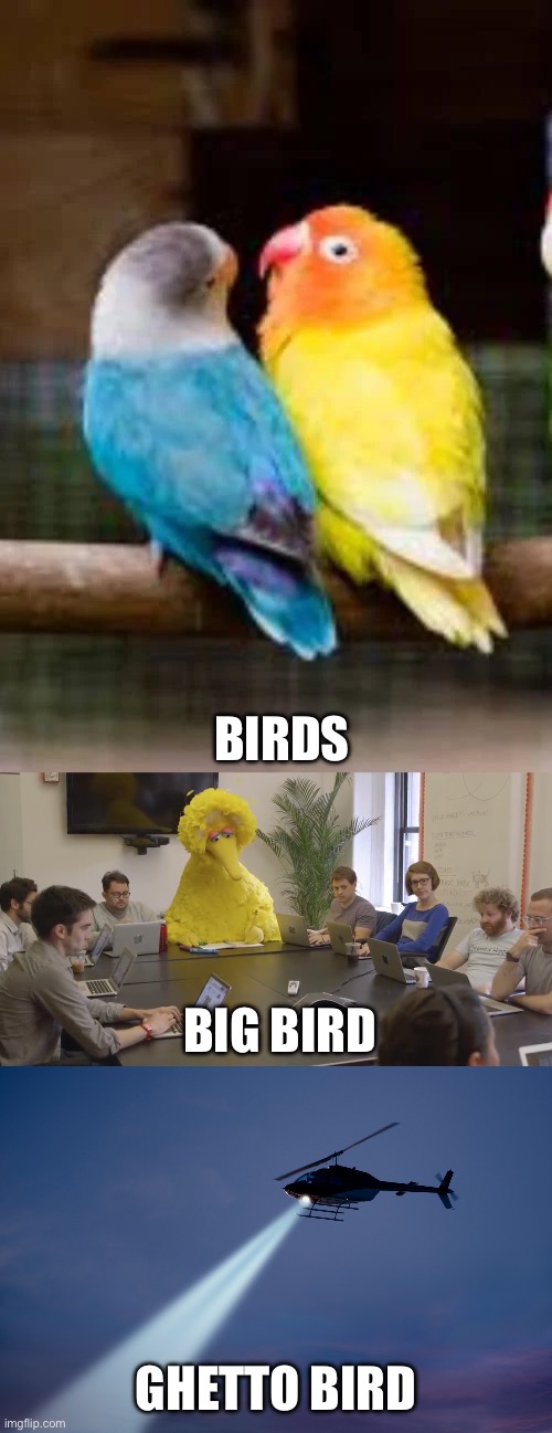 Three bird varieties | BIRDS; BIG BIRD; GHETTO BIRD | image tagged in birbs,big bird office,search helicopter,birds,ghetto,hood | made w/ Imgflip meme maker