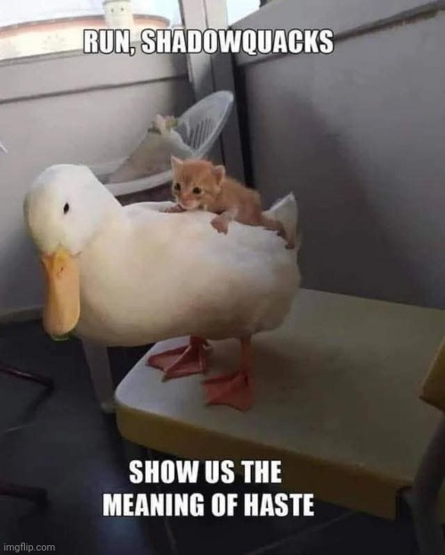 Mittens has his own steed. | image tagged in cats,memes | made w/ Imgflip meme maker