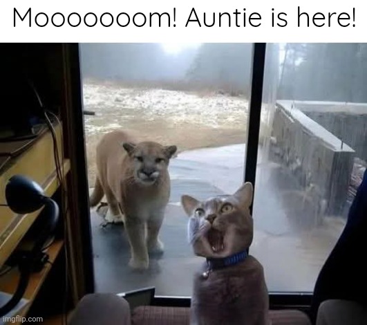 OMG shez here! | Mooooooom! Auntie is here! | image tagged in memes,cats | made w/ Imgflip meme maker