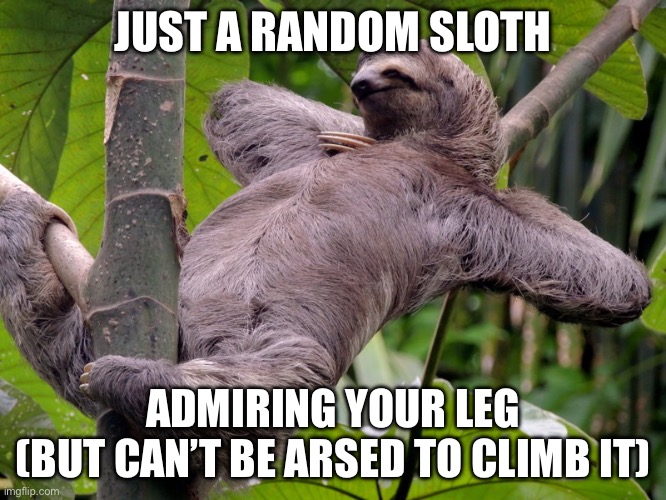 Lazy Sloth | JUST A RANDOM SLOTH ADMIRING YOUR LEG
(BUT CAN’T BE ARSED TO CLIMB IT) | image tagged in lazy sloth | made w/ Imgflip meme maker