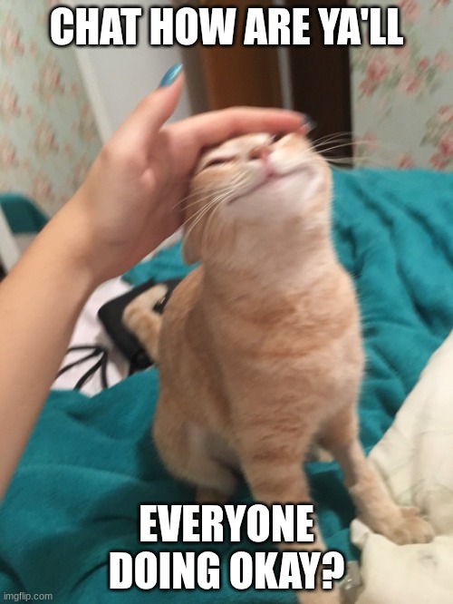 :> | CHAT HOW ARE YA'LL; EVERYONE DOING OKAY? | image tagged in cat pat | made w/ Imgflip meme maker