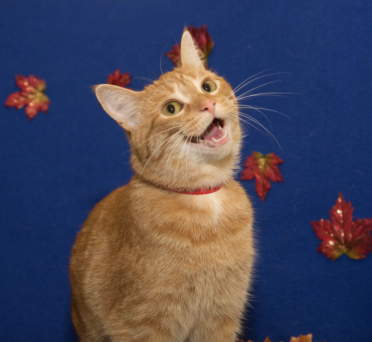 cat smiling blue Blank Meme Template