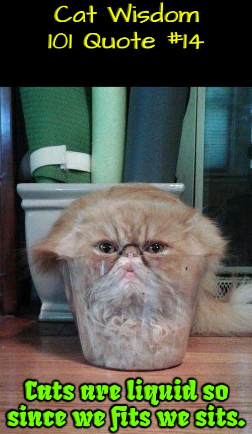 Cat Wisdom 101 Quote #14 | Cat Wisdom 101 Quote #14; Cats are liquid so since we fits we sits. | image tagged in cats,funny cats,life lessons,words of wisdom,quotes,illogical | made w/ Imgflip meme maker