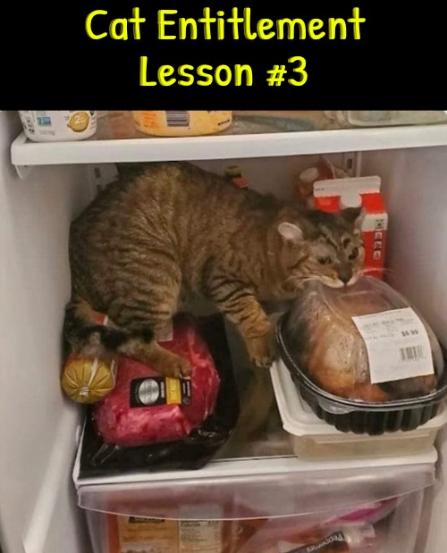 Cat Entitlement Lesson #3 | Cat Entitlement Lesson #3 | image tagged in cats,funny cat memes,entitlement,evil overlord rules,thief,chicken | made w/ Imgflip meme maker