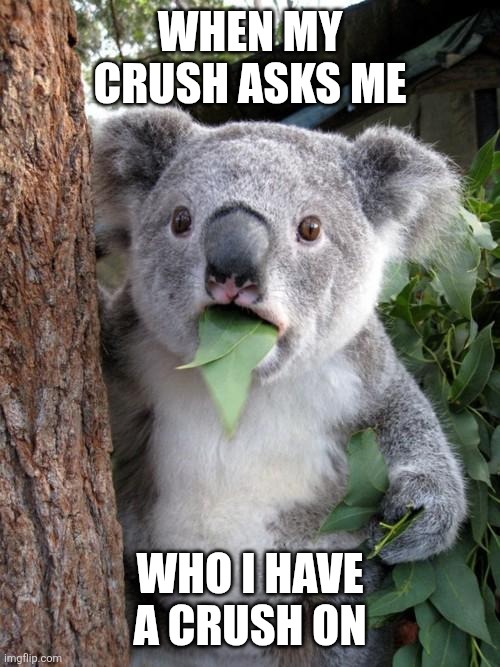 Surprised Koala Meme | WHEN MY CRUSH ASKS ME; WHO I HAVE A CRUSH ON | image tagged in memes,surprised koala | made w/ Imgflip meme maker