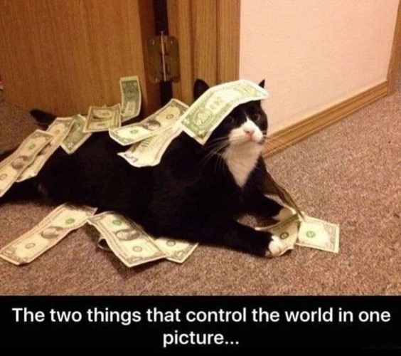 Cats And Money | image tagged in cats,funny cats,money,control,evil overlord rules,greed | made w/ Imgflip meme maker