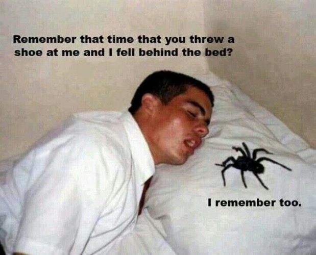 Do You Remember | image tagged in do you remember,spider,arachnophobia,huge,time to die,revenge | made w/ Imgflip meme maker
