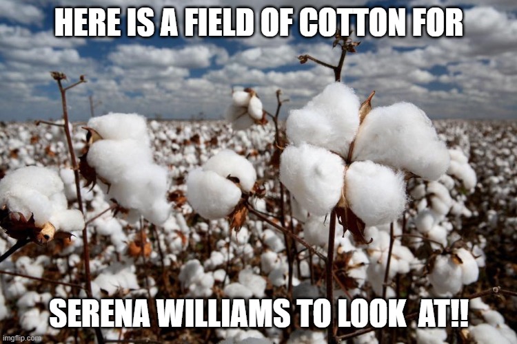 Don't you Just love the fresh smell of  Cotton in the Morning Serena. LOL | HERE IS A FIELD OF COTTON FOR; SERENA WILLIAMS TO LOOK  AT!! | image tagged in cotton fields forever,offended,serena williams,lol,racism | made w/ Imgflip meme maker