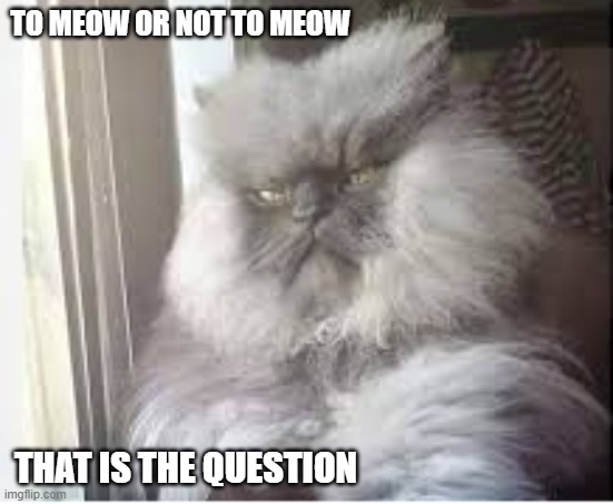 Cat says "To meow or not to meow, that is the question". | TO MEOW OR NOT TO MEOW; THAT IS THE QUESTION | image tagged in cats,funny,kittens,humor,philosophy,shakespeare | made w/ Imgflip meme maker